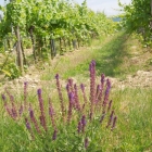 CBM-Wallfahrt-2014-062