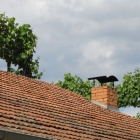 CBM-Wallfahrt-2014-095