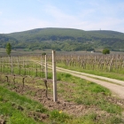 Traiskirchen Teil1 - 20