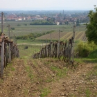 Traiskirchen Teil1 - 33